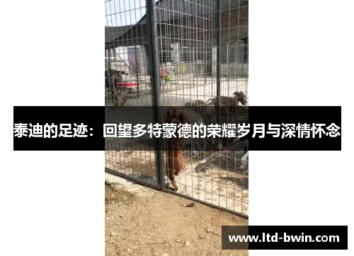 泰迪的足迹：回望多特蒙德的荣耀岁月与深情怀念